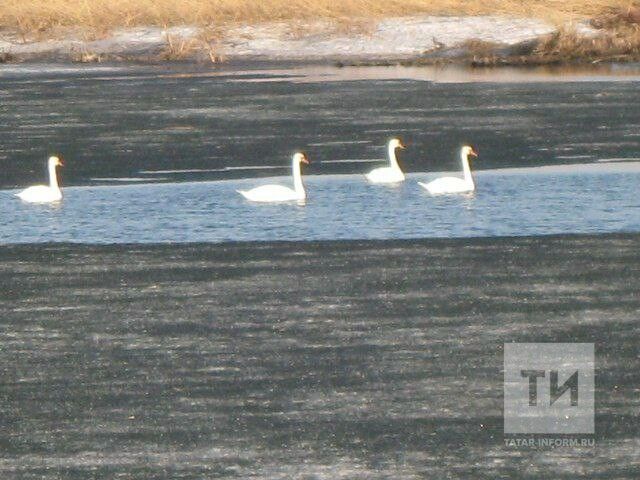 В Татарстане рассказали, когда лебедям действительно нужна помощь зимой