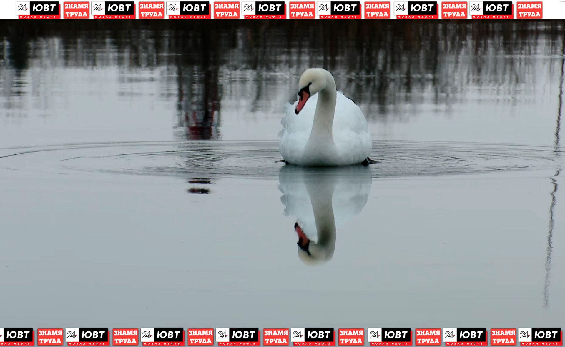 Альметьевцы беспокоятся за жизнь местных лебедей