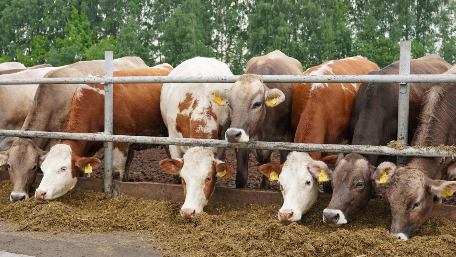 Минсельхозпрод РТ объявляет прием заявок на возмещение части затрат для ЛПХ