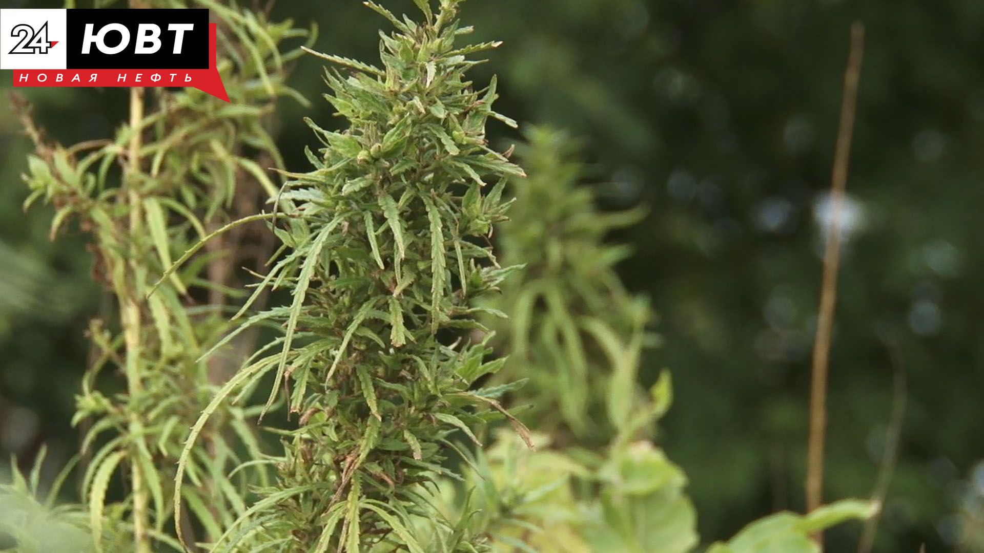 В Муслюмовском районе появится завод по переработке технической конопли за 100 млн рублей