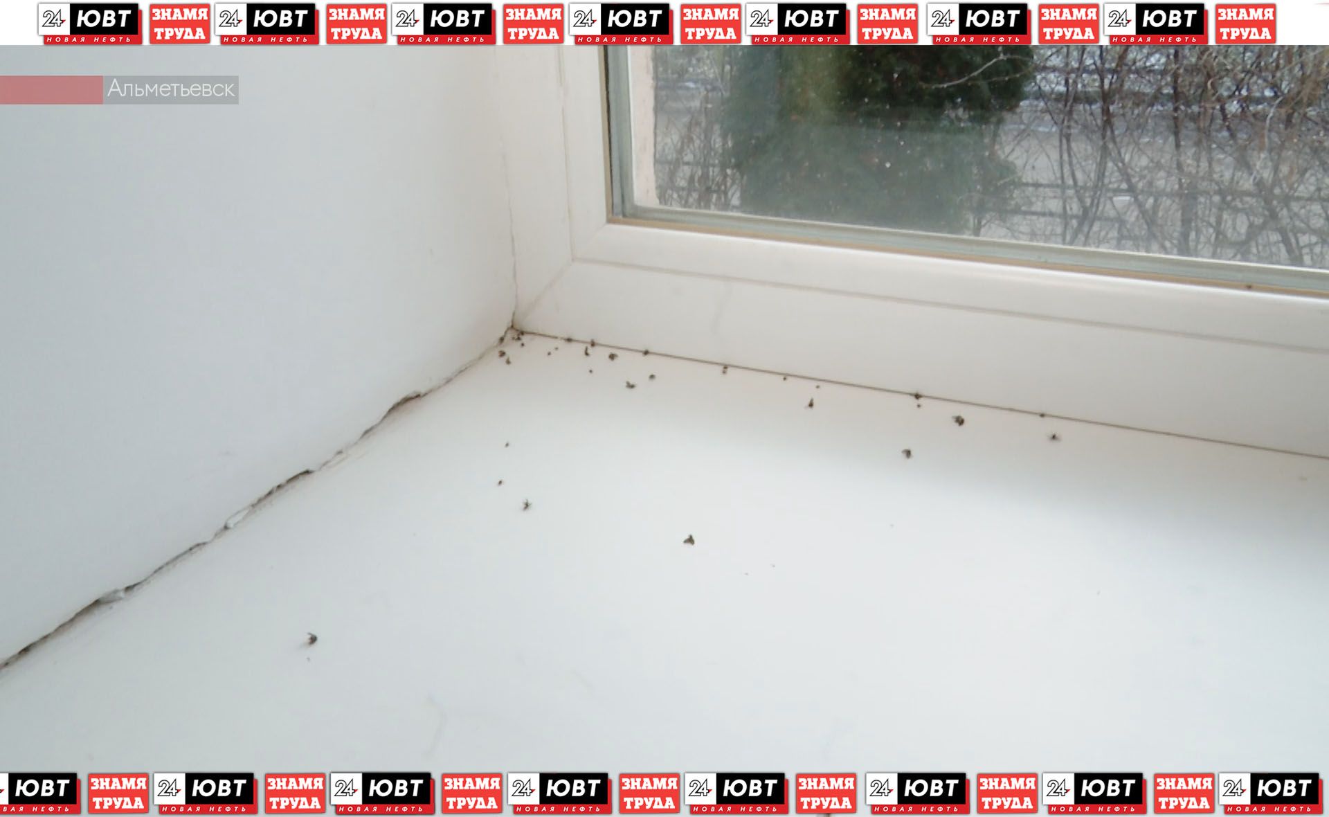 В доме Советская, 171 поселились жужжащие и хвостатые квартиранты