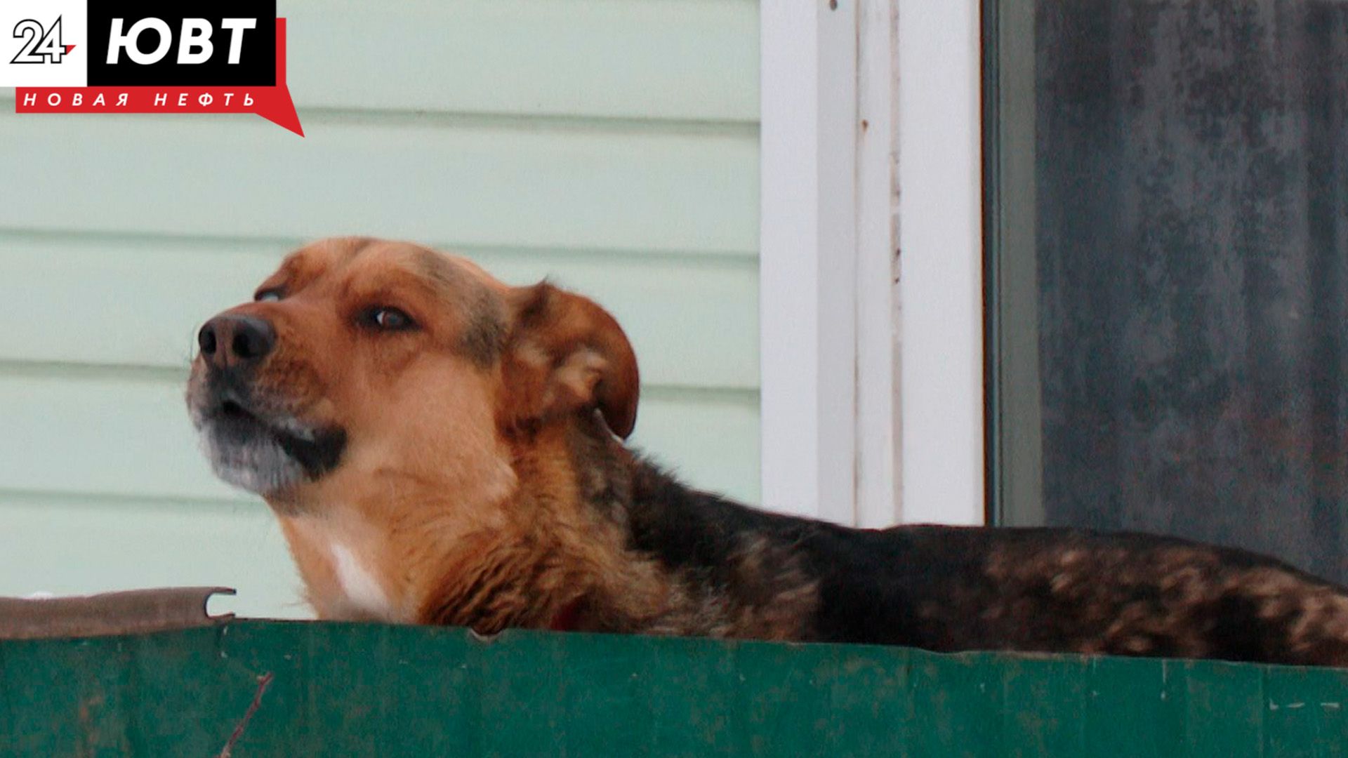 В Казани осудят хозяина собаки, покусавшей 8-летнюю девочку