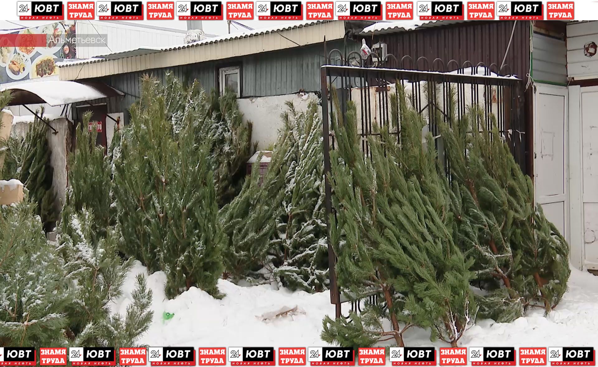 Альметьевцы рассказали, какую елку предпочитают ставить на новый год