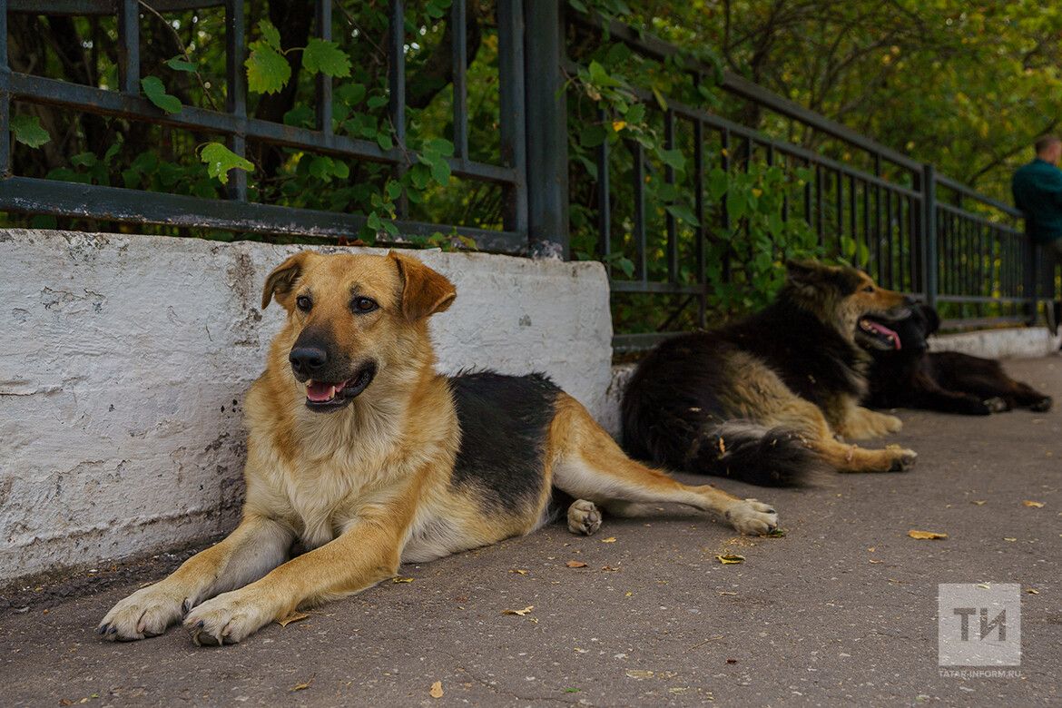 В Татарстане готовят законопроект о мерах против безнадзорных животных
