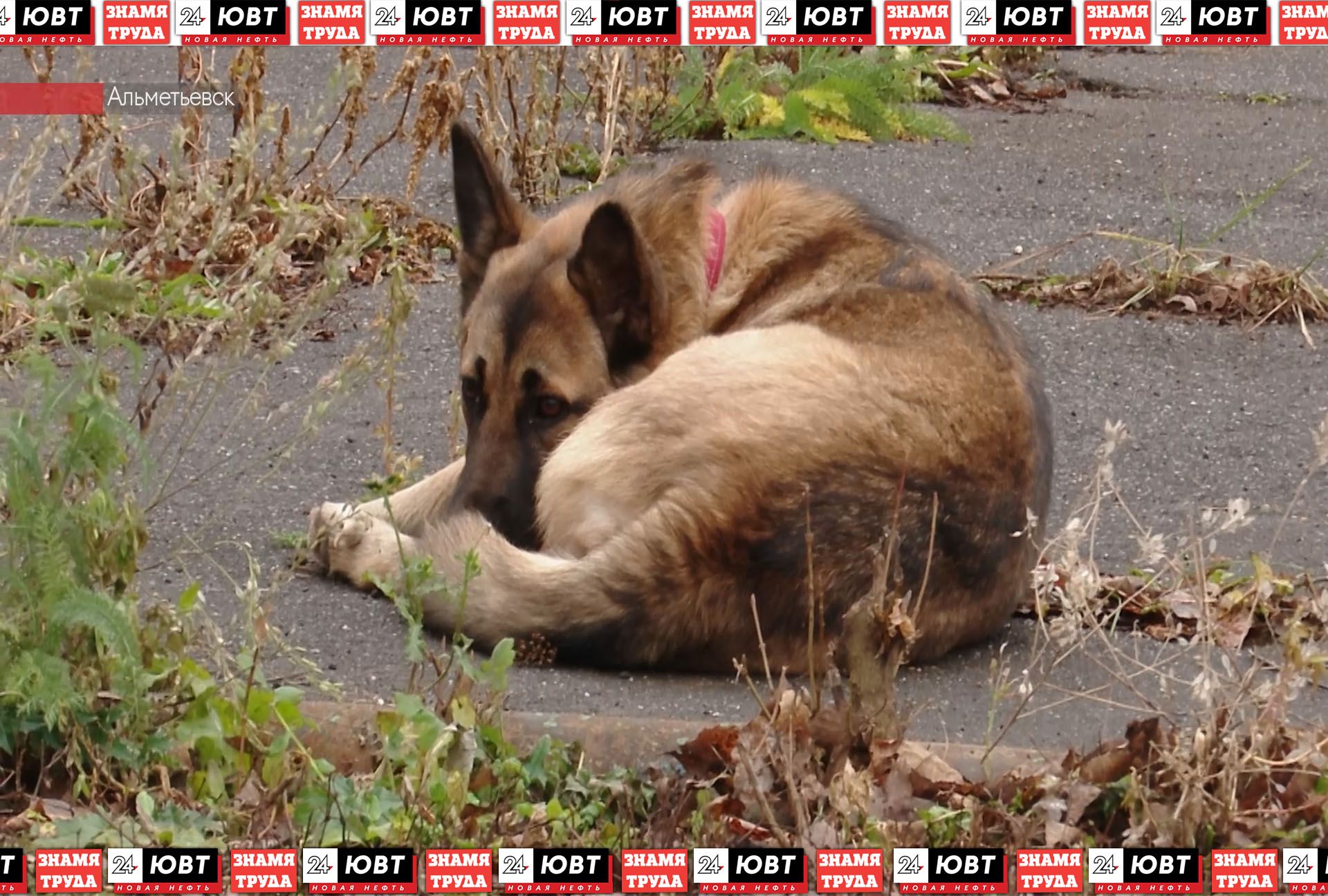 В микрорайоне СУ-2 люди жалуются на стаи собак