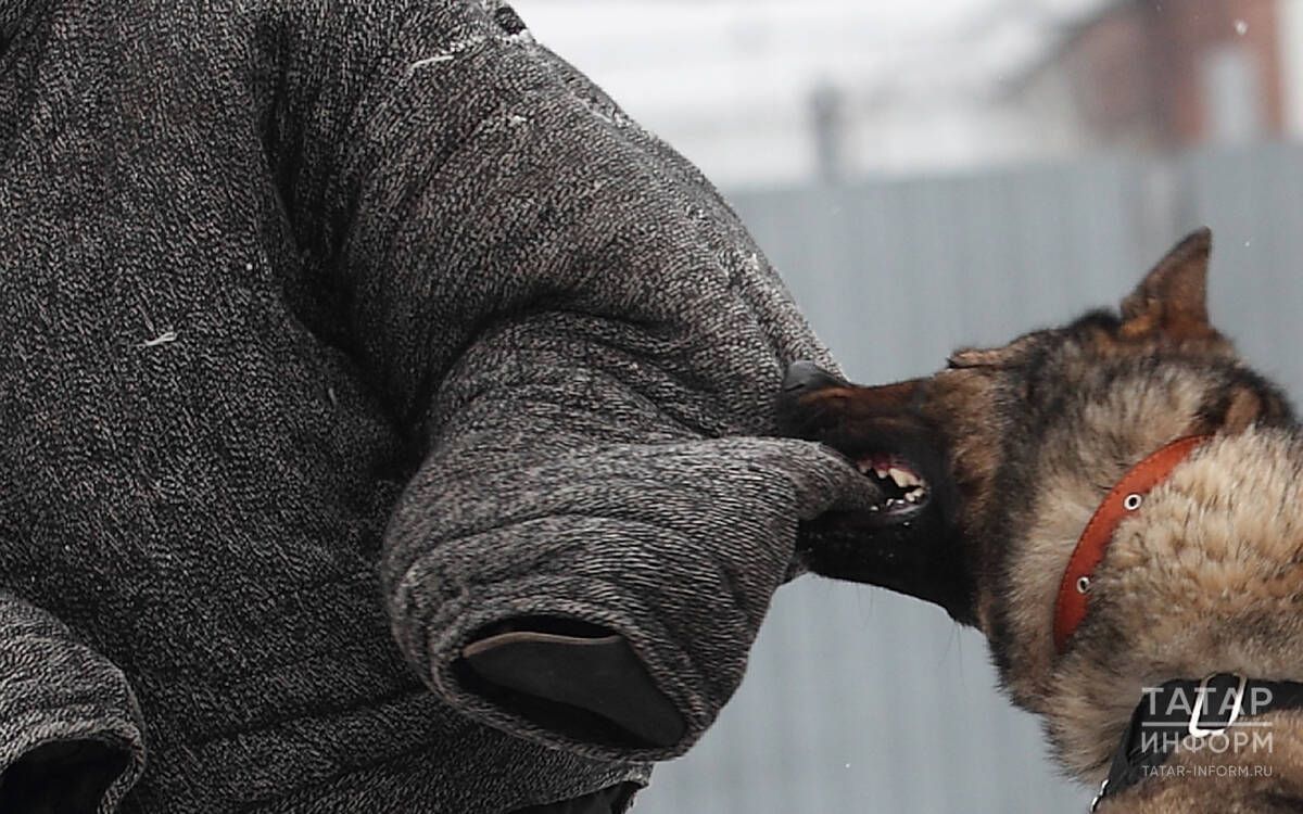 Союз отцов Татарстана потребовал ужесточить меры против бездомных собак
