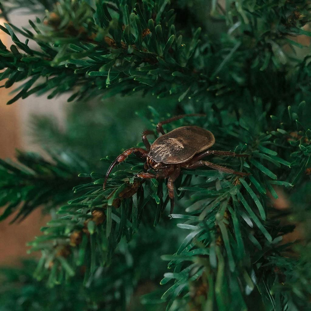 Ученый КФУ рассказал, какие насекомые могут скрываться в покупных елях
