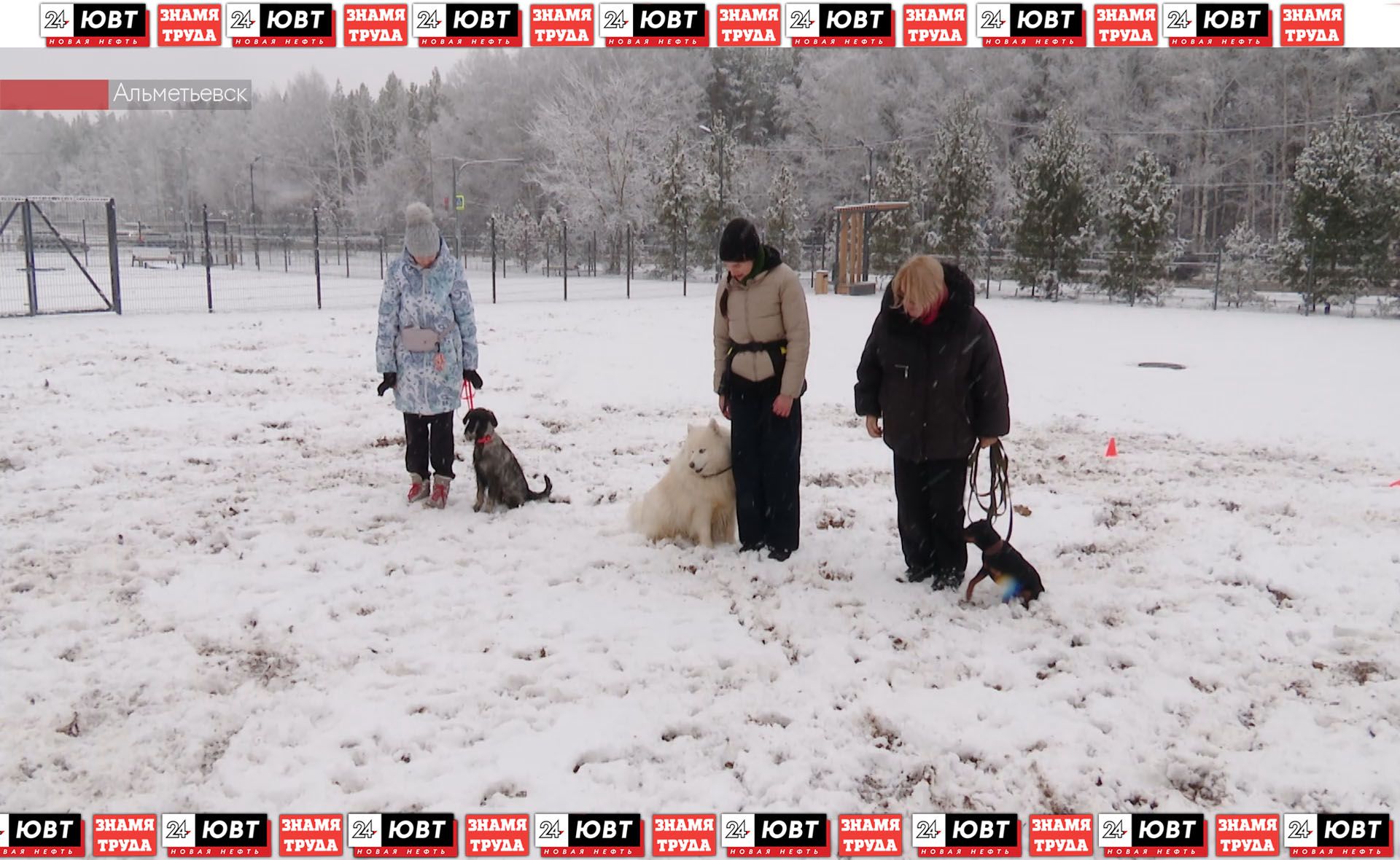 Альметьевские кинологи рассказали о том, как защитить домашних животных в праздничные дни