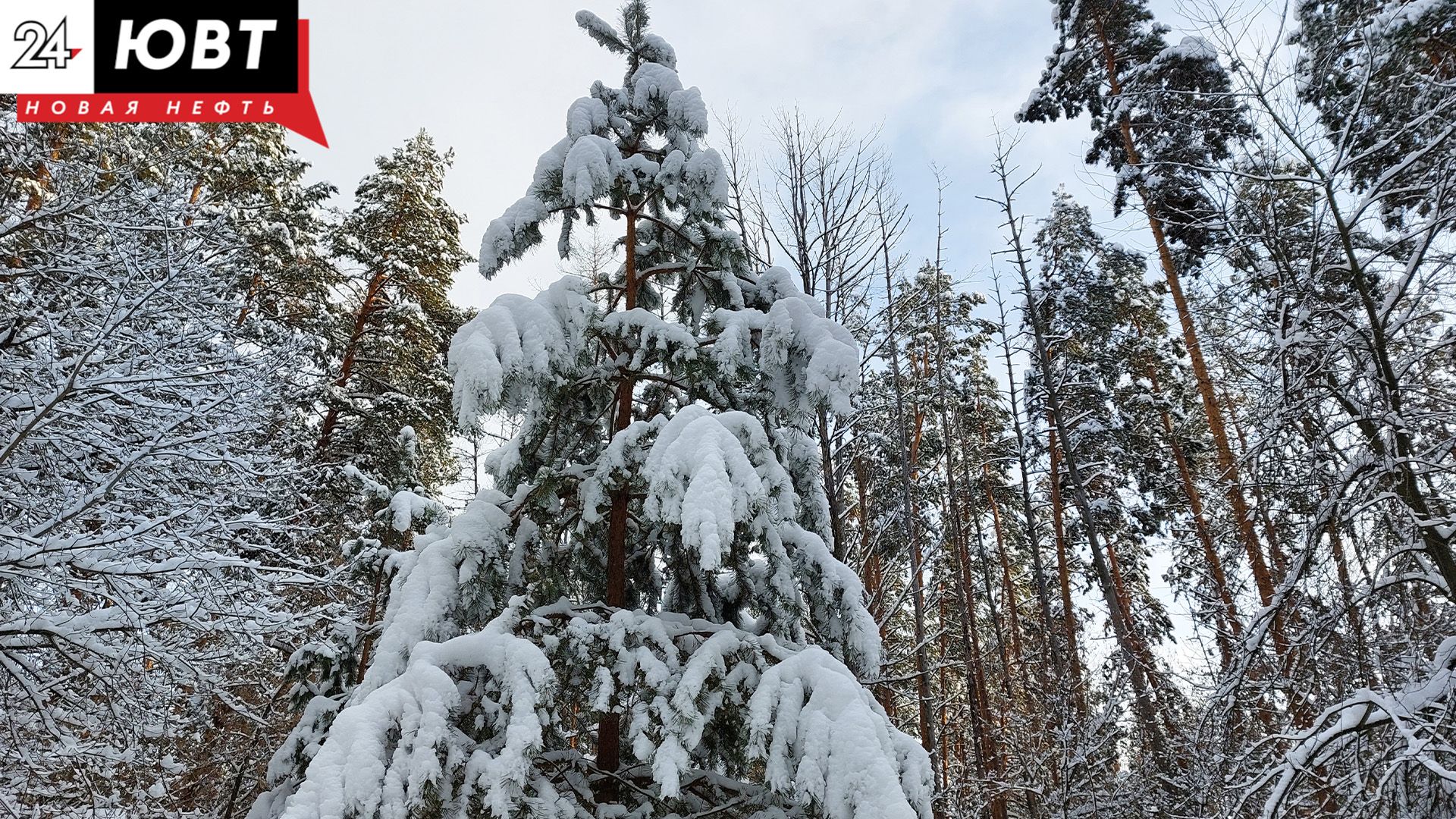 В Черемшанском районе пройдет операция «Ель»