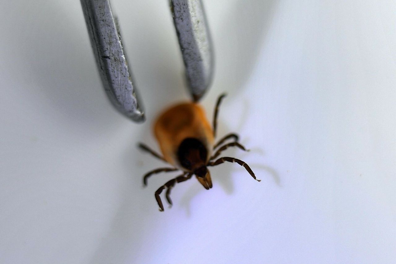 Жителям Татарстана рекомендуют привиться от клещевого энцефалита