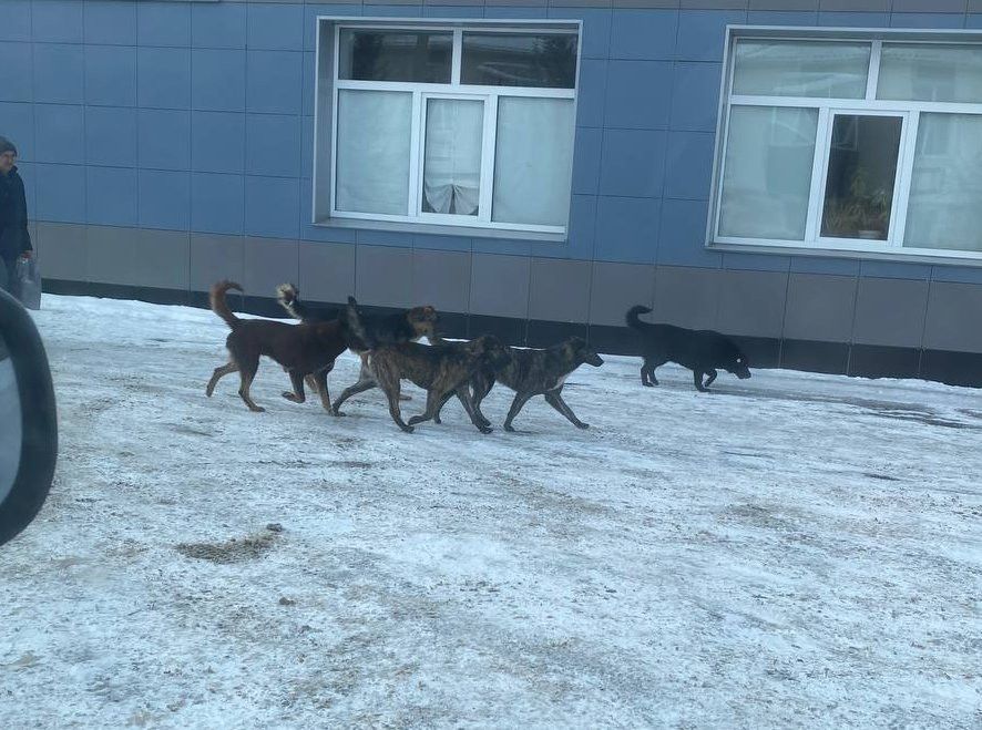 Стаи собак пугают жителей Нижней Мактамы