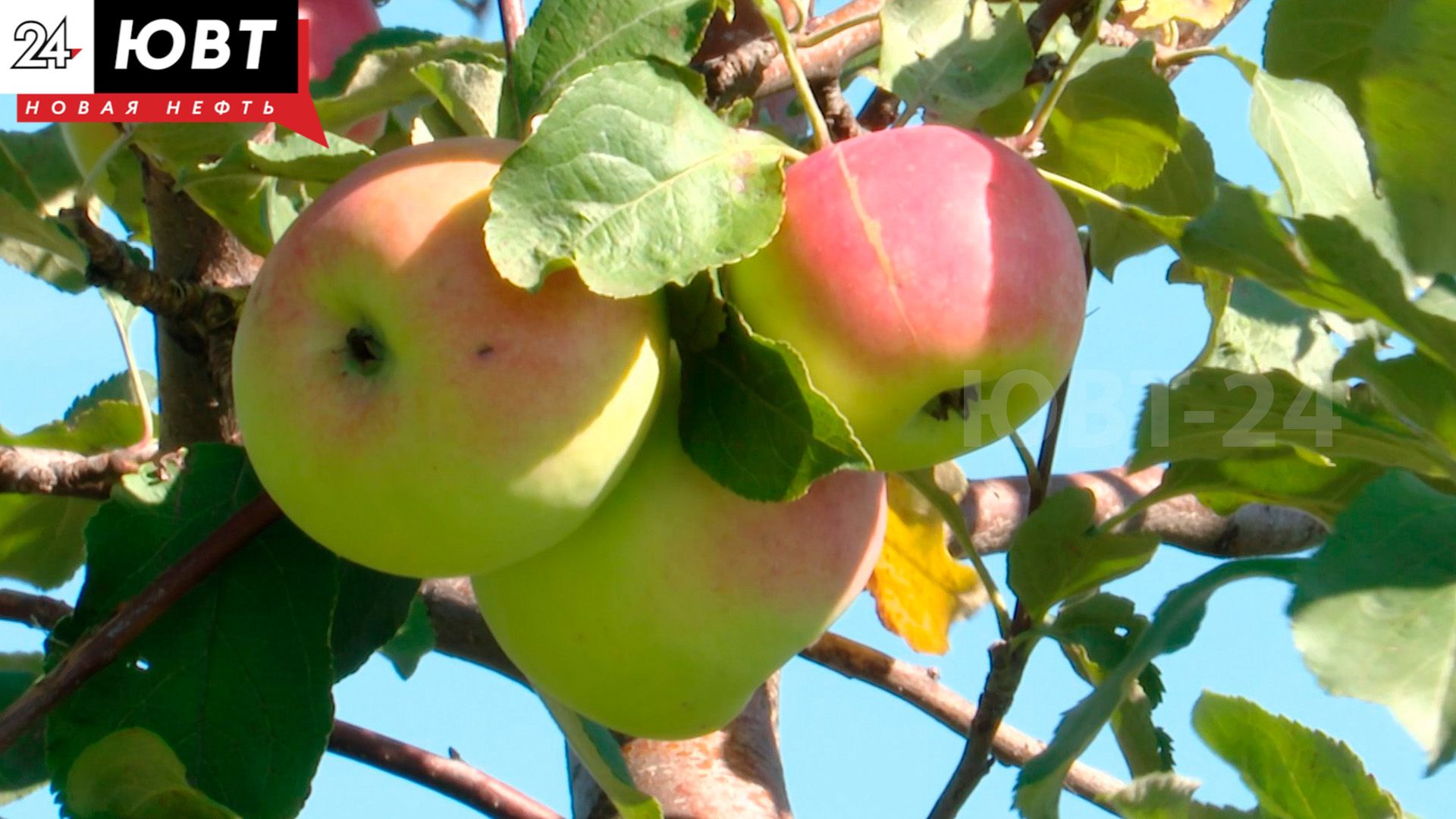 В Альметьевском районе урожай в плодопитомнике упал в пять раз