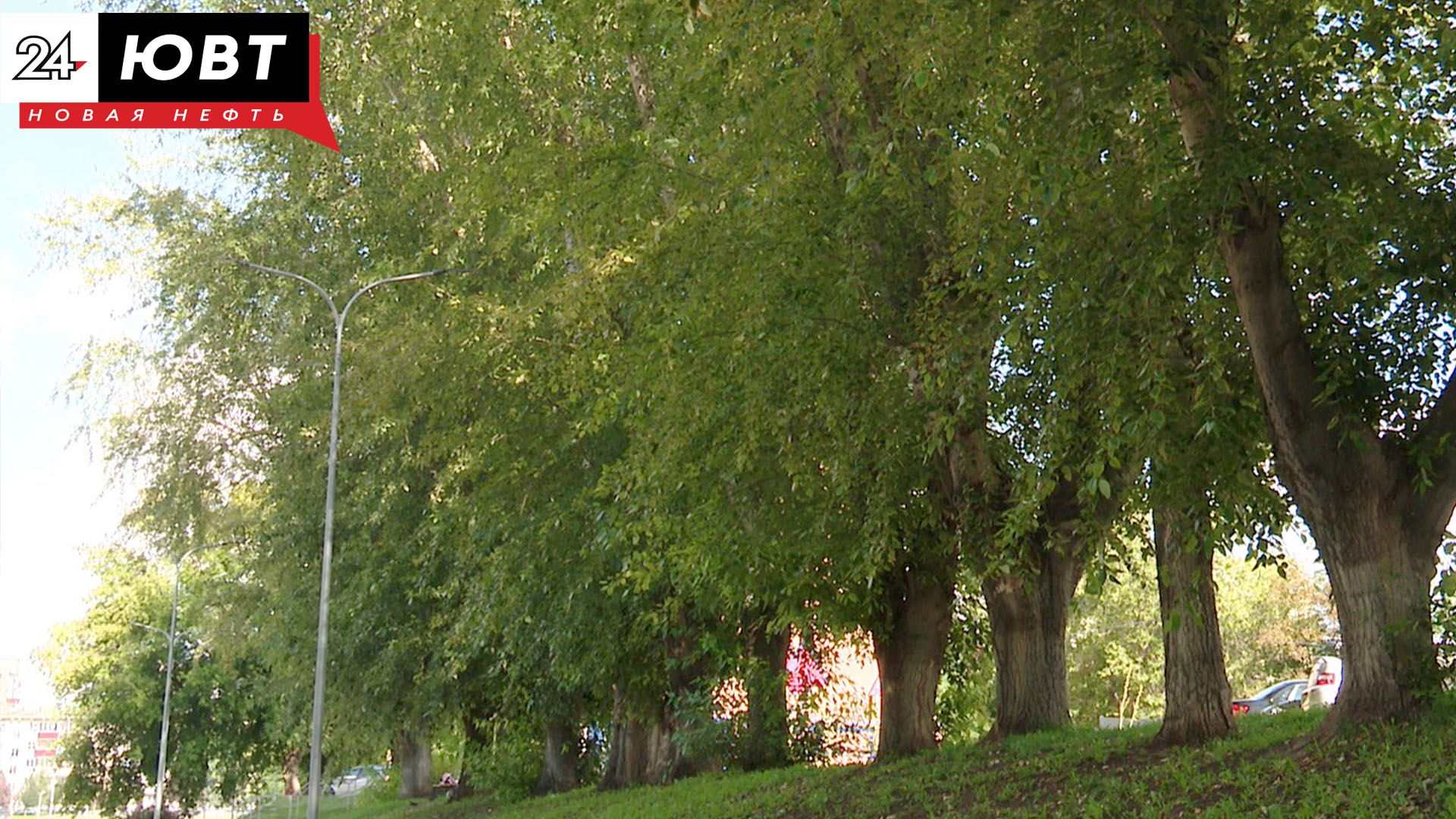 На одной из улиц Альметьевска высадили 44 дерева