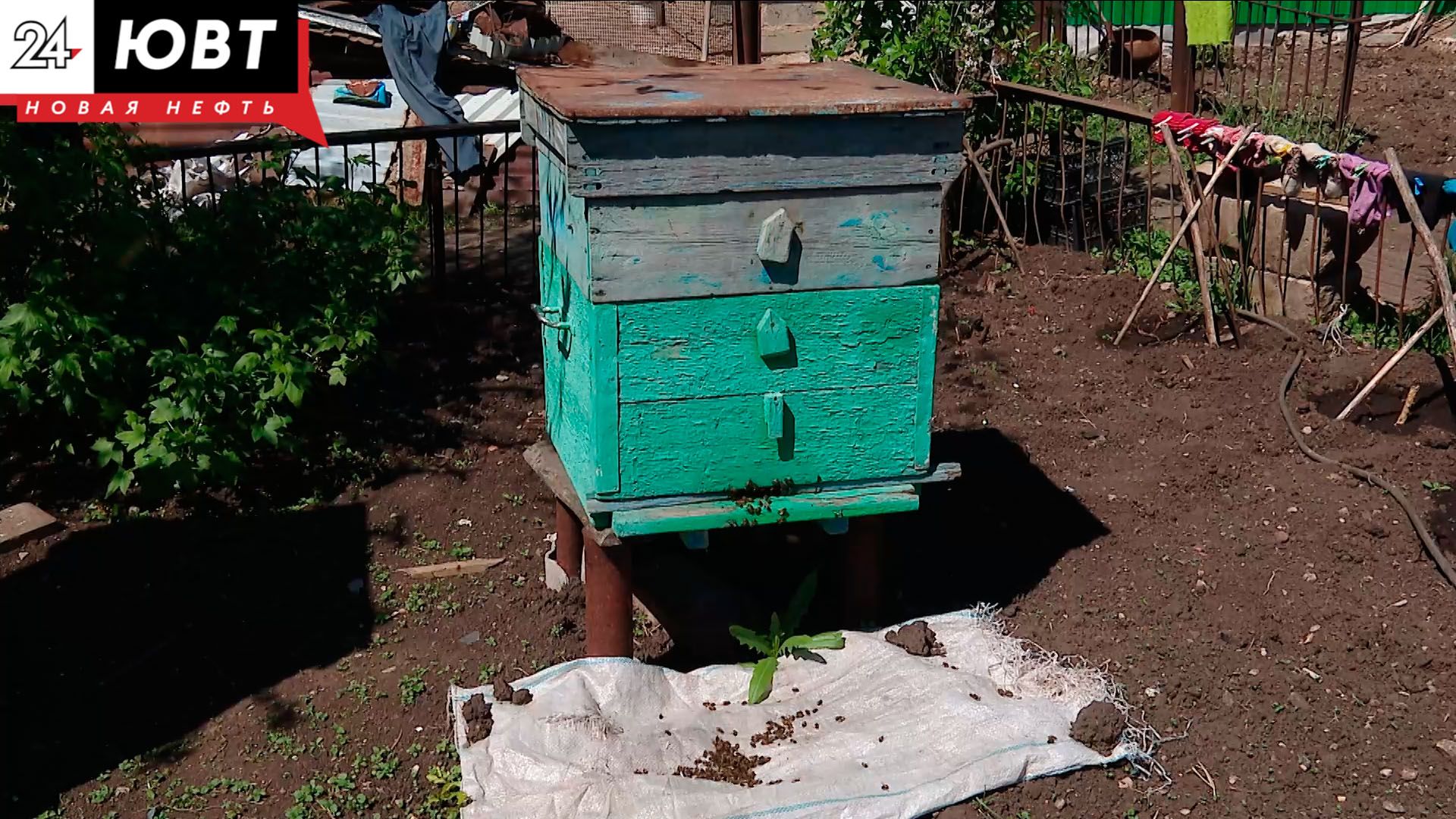 В Верхнем Акташе массово гибнут пчелы
