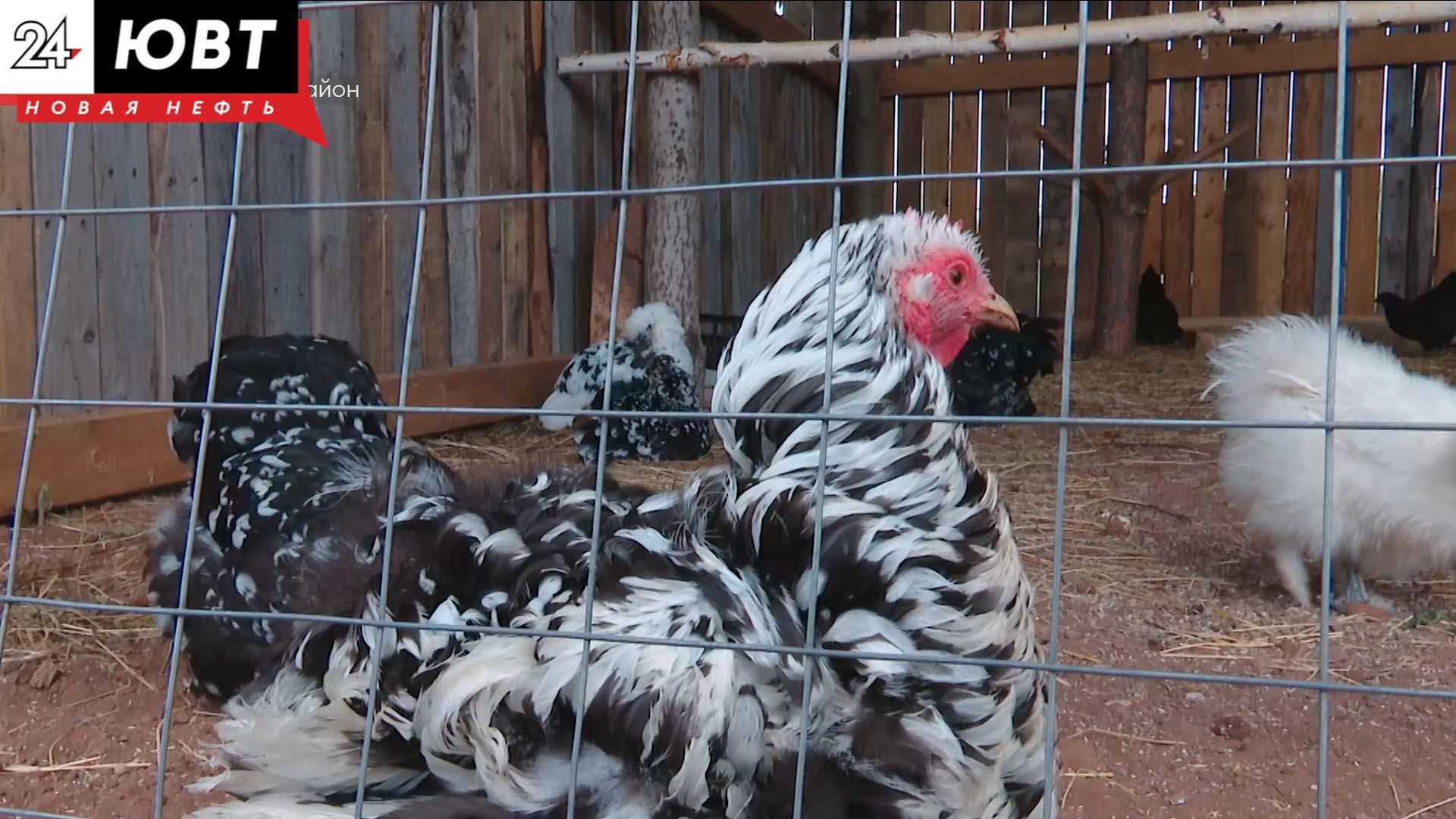 В Альметьевском районе открылась первая экоферма