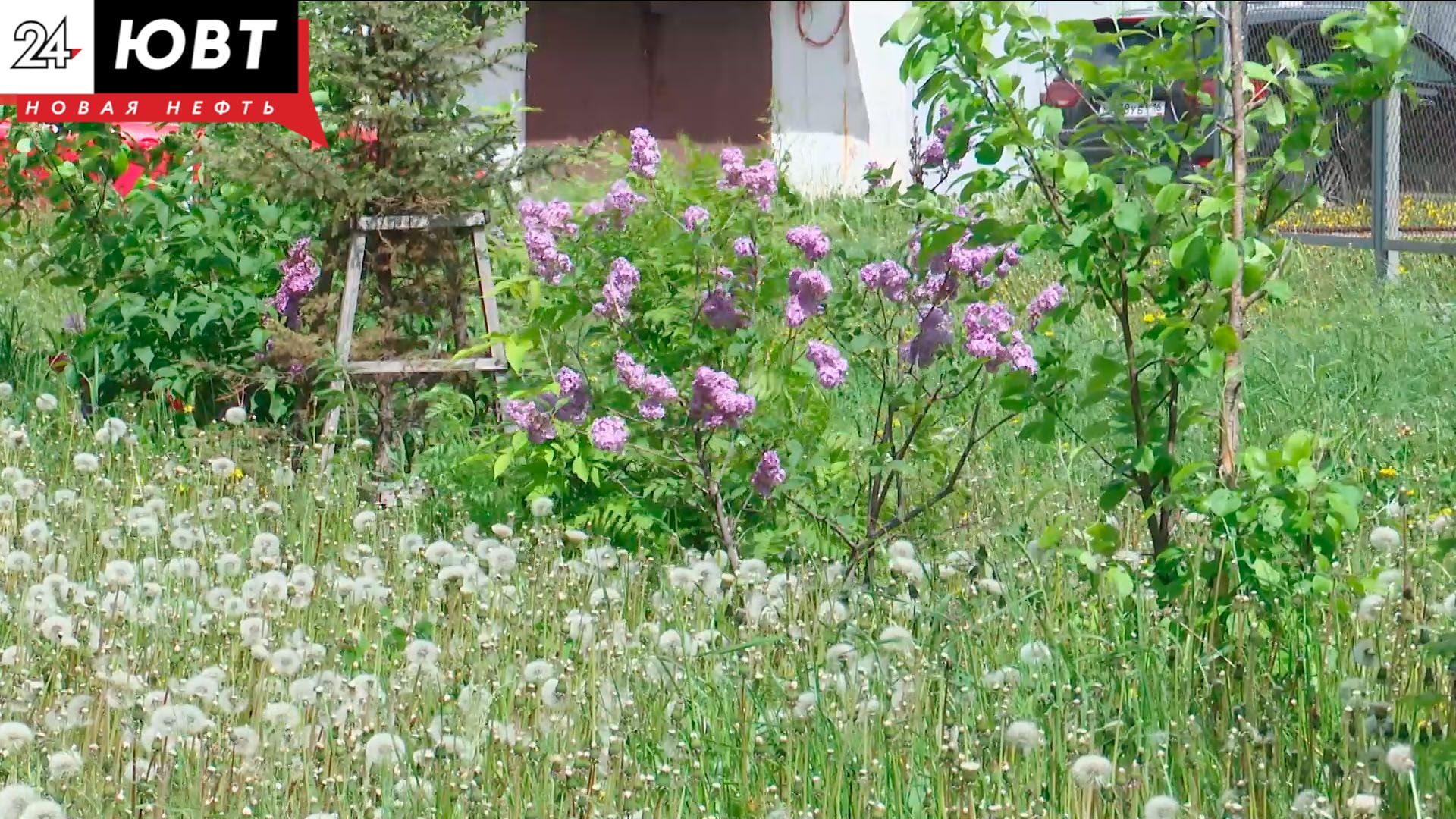 Недобросовестные альметьевцы обрывают цветы с клумб