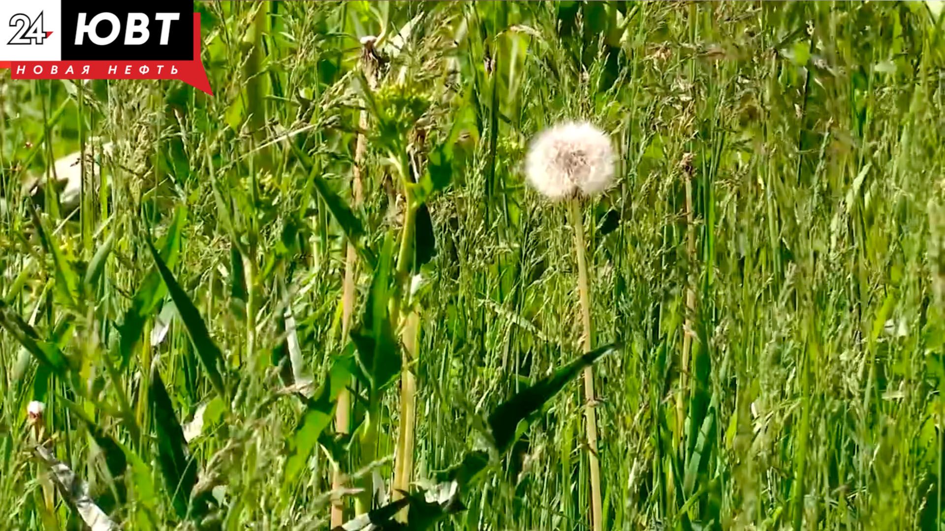 Альметьевцы возмущены состоянием газонов