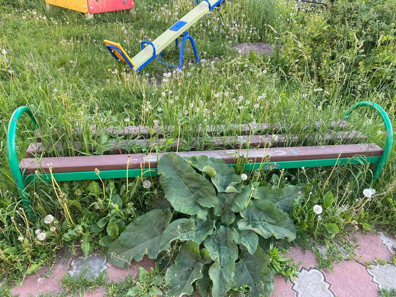 Жители Альметьевска недовольны состоянием газонов и покосом травы