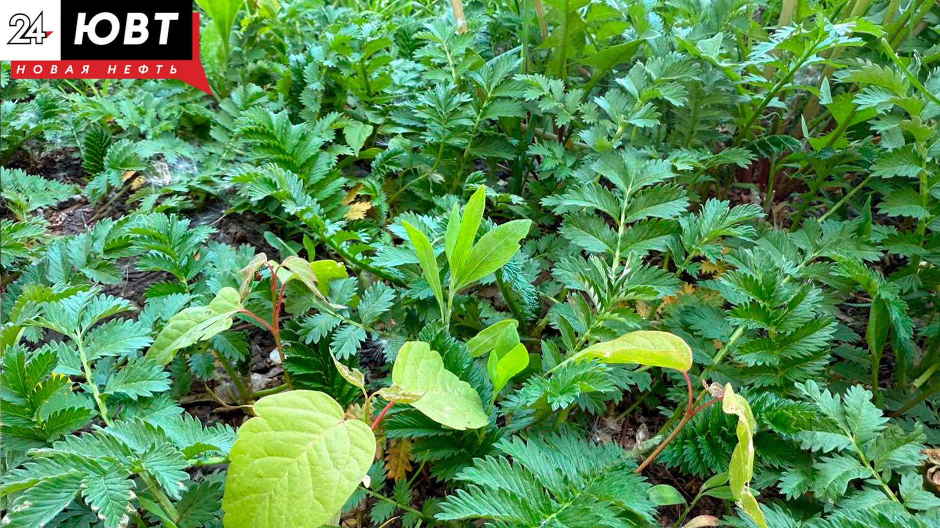 Жительница Челнов попала в больницу после укуса змеи