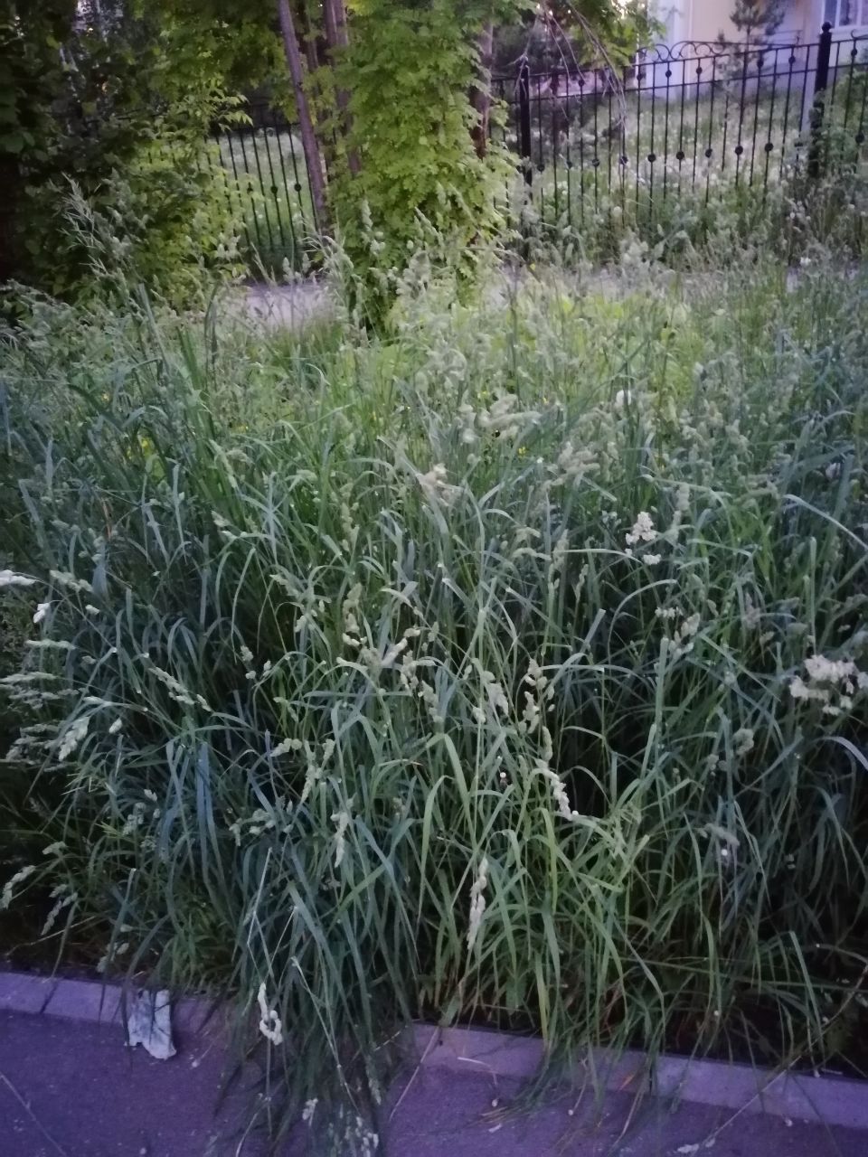 Жители Альметьевска недовольны состоянием газонов и покосом травы