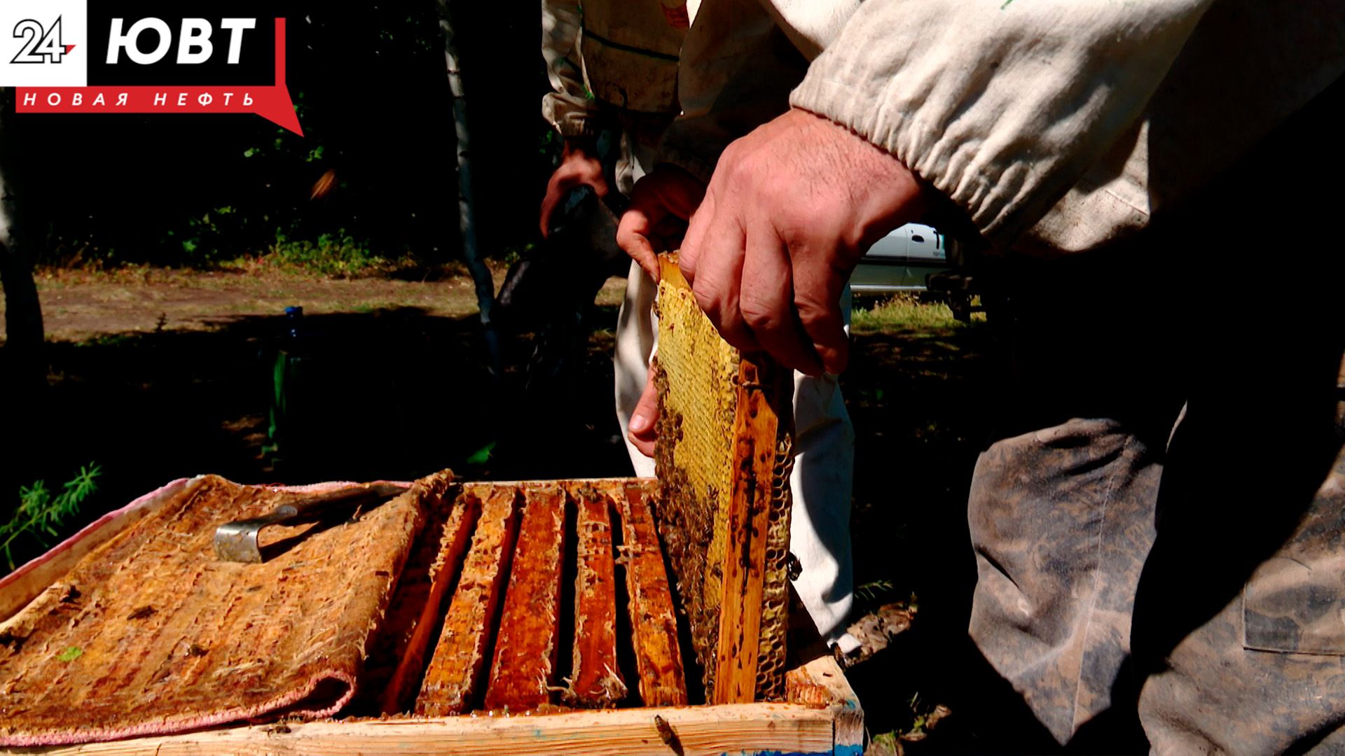 В Альметьевске прочипируют пчел