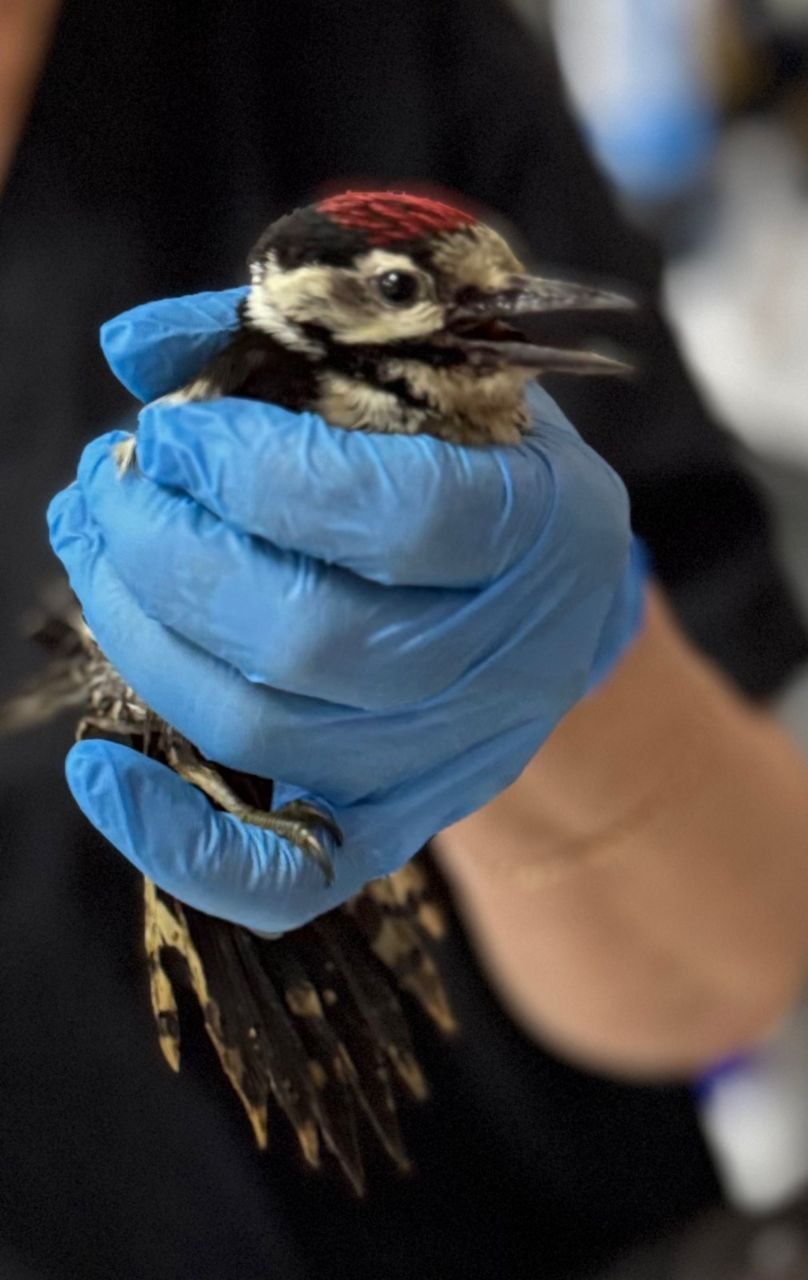 Бавлинские ветеринары спасли дятла