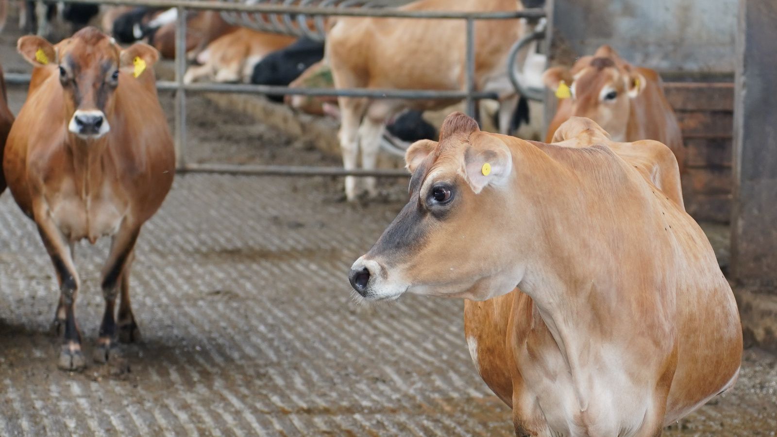 Минсельхозпрод РТ сообщает об отборе заявок от граждан, ведущих личное подсобное хозяйство на возмещение части затрат