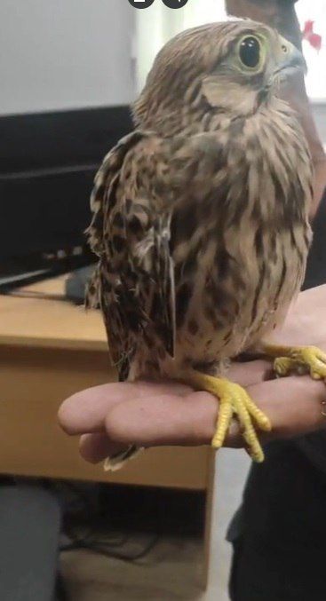 Татарстанцы спасли трех птиц из Красной книги