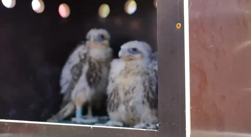 В Татарстане впервые за 50 лет вылупились птенцы редкого сокола балобана