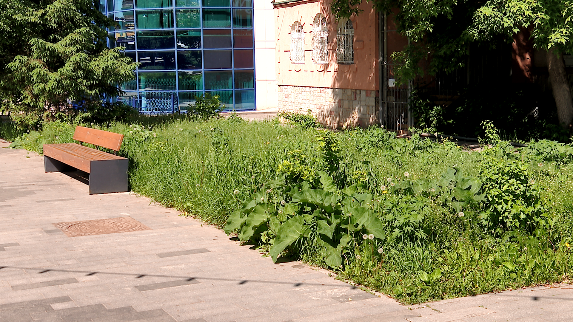 Горожане жалуются на заросли во дворах