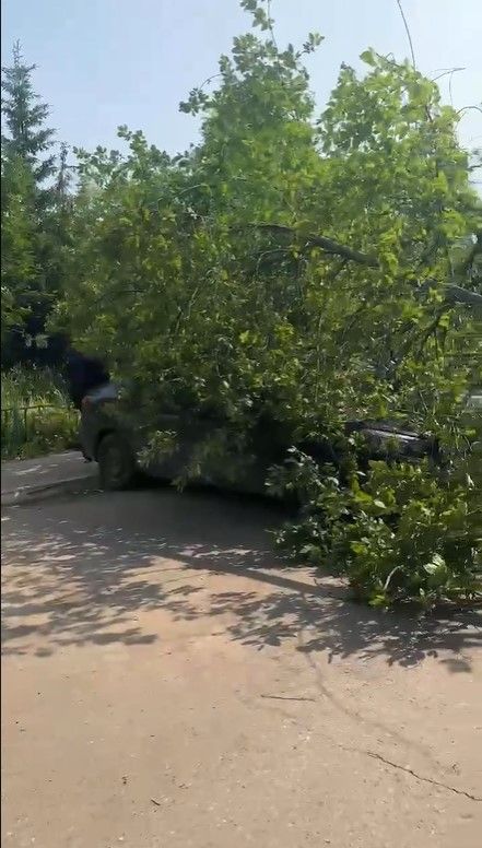 В Альметьевске на припаркованные во дворе машины упало дерево