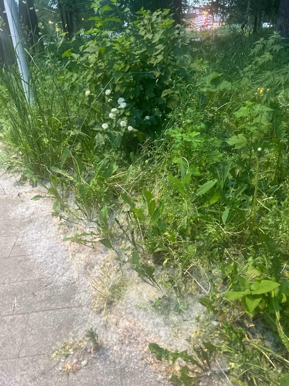 Альметьевцы снова пожаловались на состояние газонов в городе