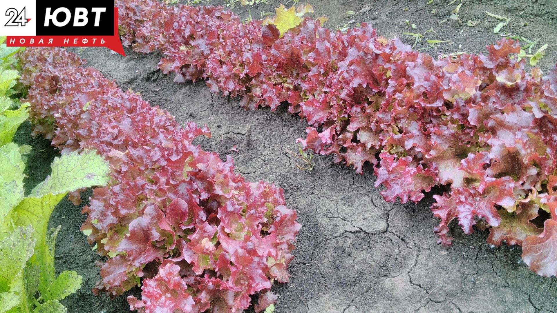 В Татарстане борются с вредителями рапса: рекомендации «Россельхозцентра»