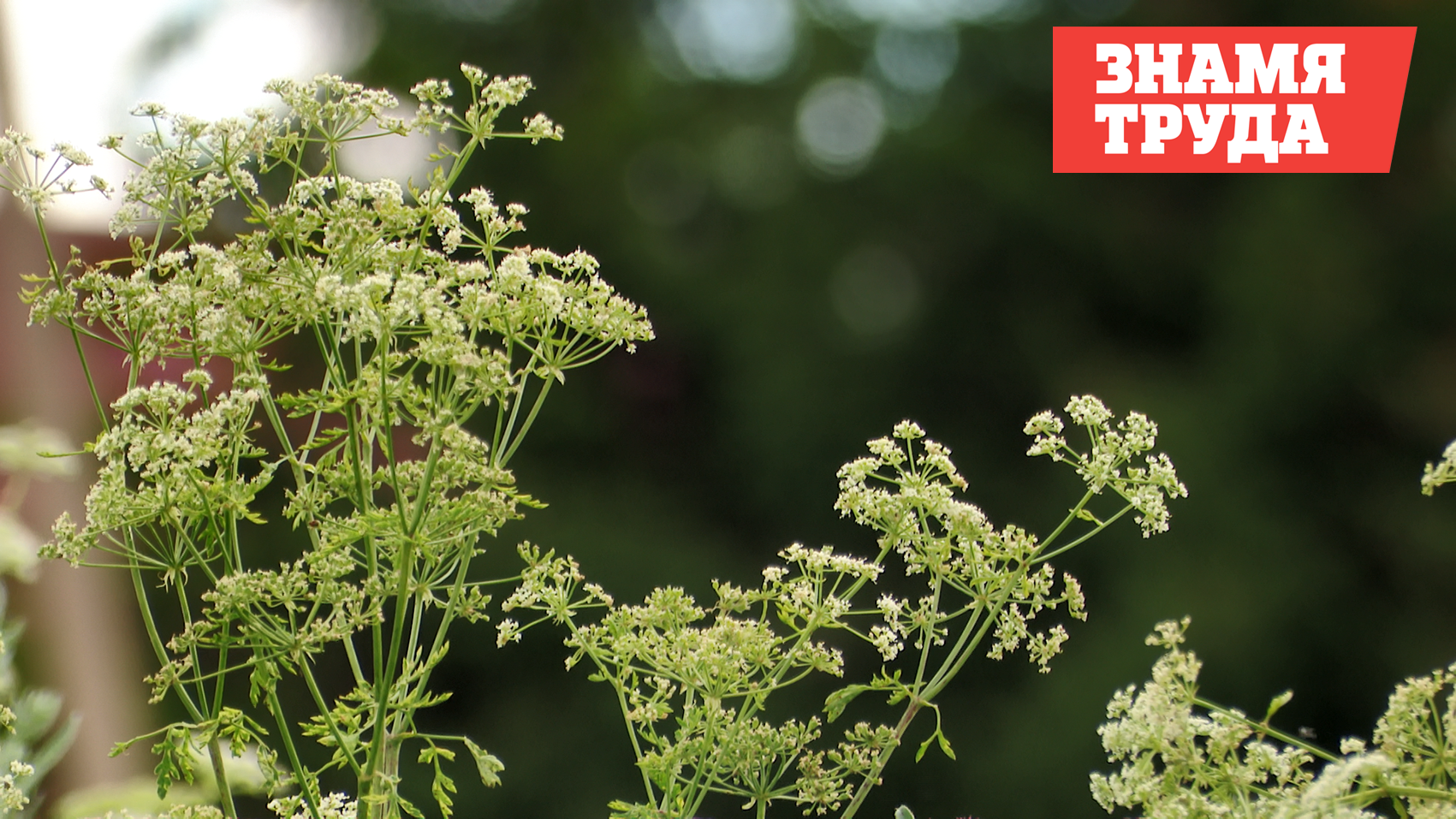 Как распознать опасное растение?