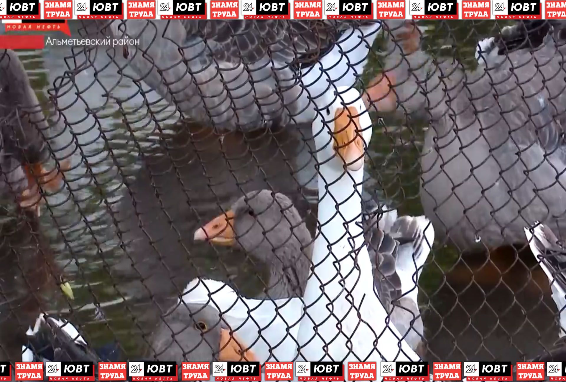 На семью из Сулеева пожаловался односельчанин