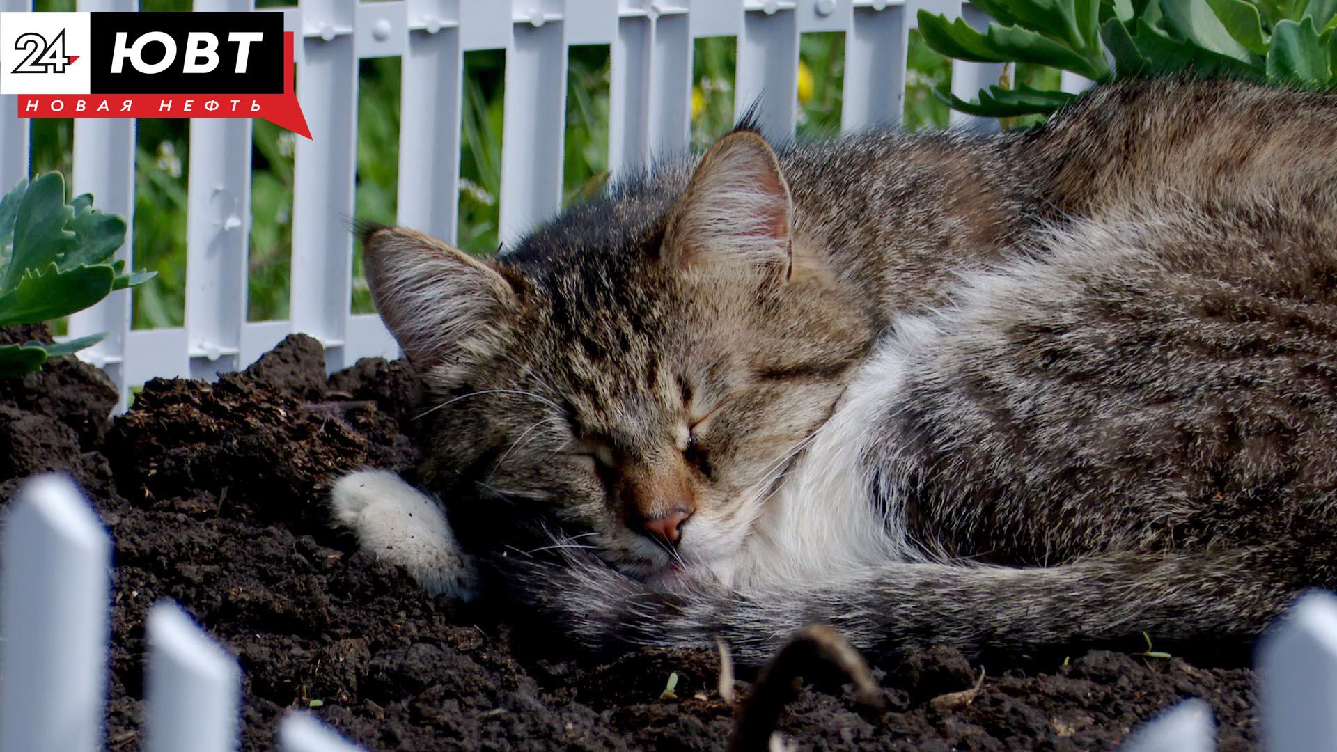 В зоомагазине Черемшана продавали животных без документов