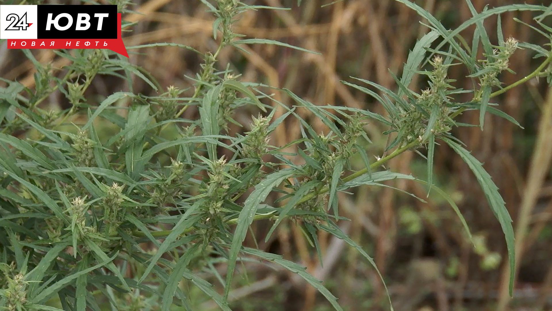 В Лениногорском районе проходит операция «Мак-2025»