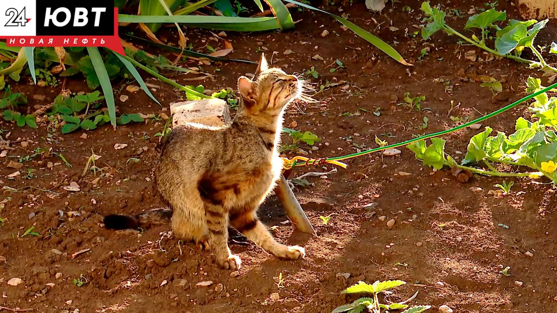 В России хотят ввести учет домашних животных