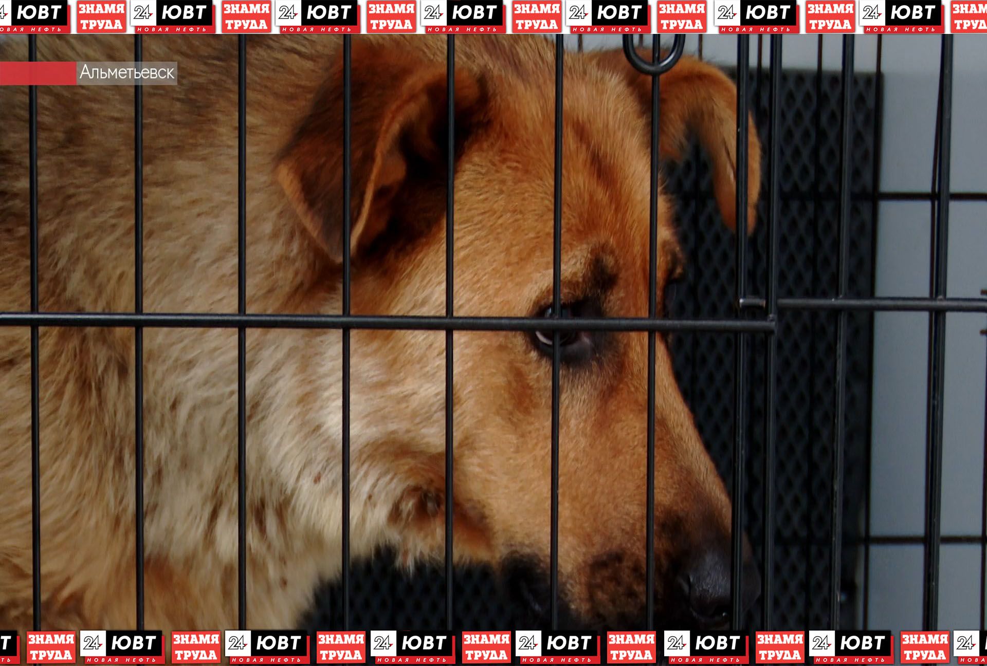 Альметьевск решает проблему бездомных животных