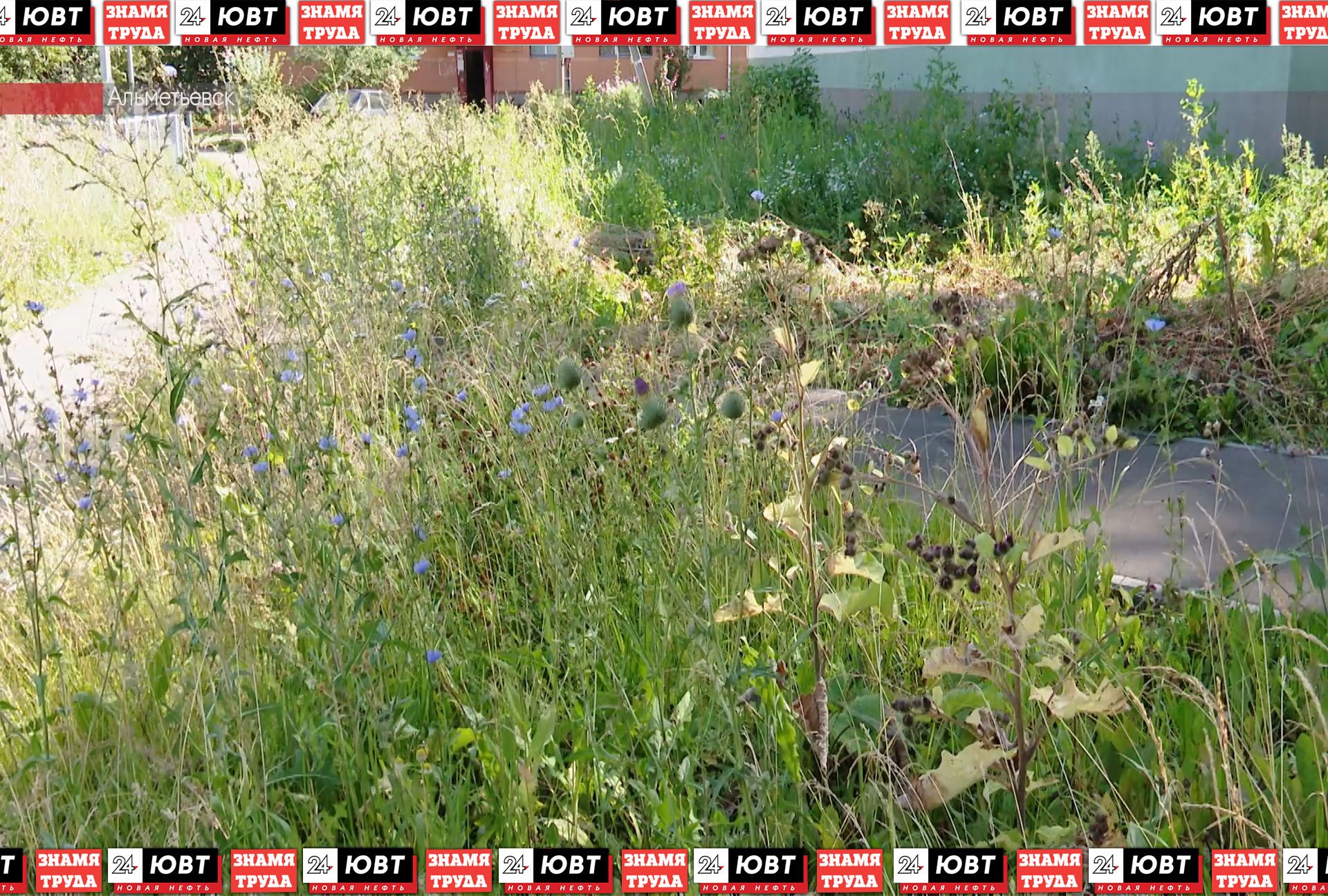 Жители Альметьевска жалуются на состояние газонов