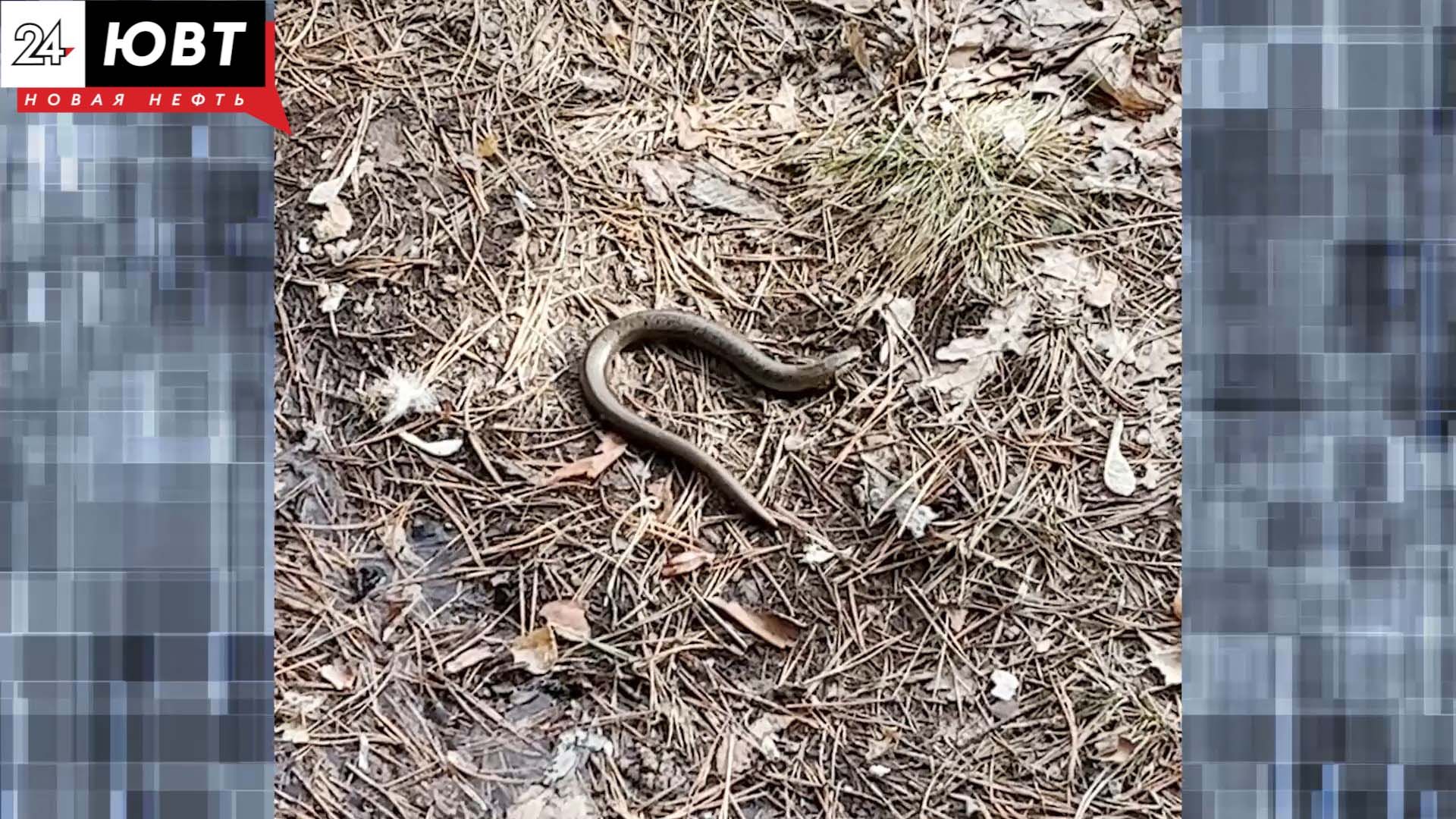 Пенсионерка из Елабуги попала в реанимацию после укуса змеи