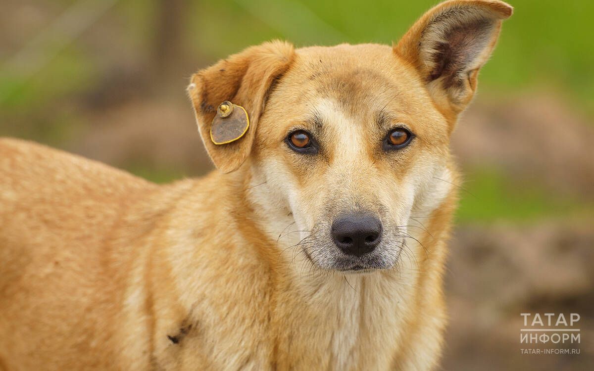 В Татарстане напомнили о важности чипирования собак