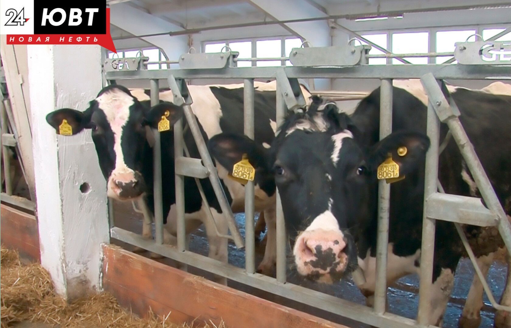 В Татарстане зафиксировали семь очагов бешенства животных