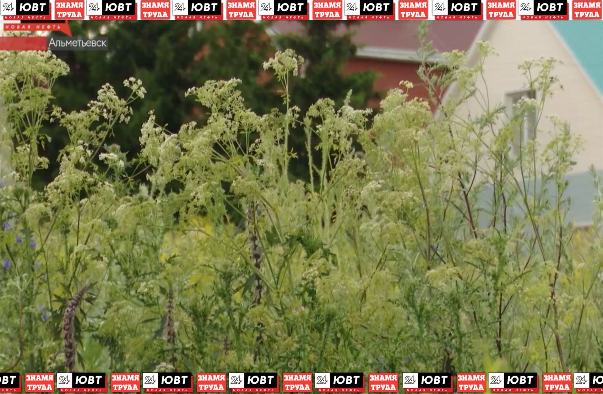 В Альметьевске обнаружены ядовитые растения