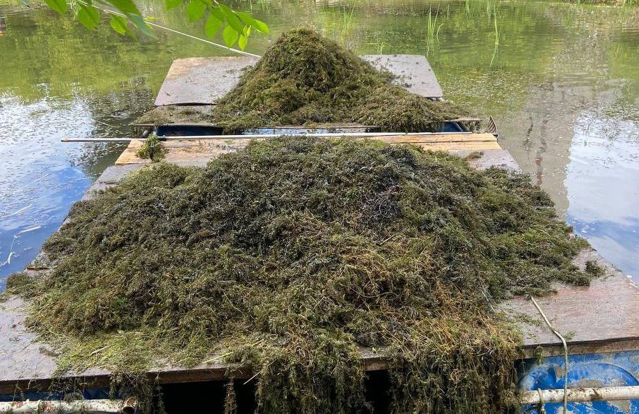 В Альметьевске чистят водоемы от разросшихся  водорослей