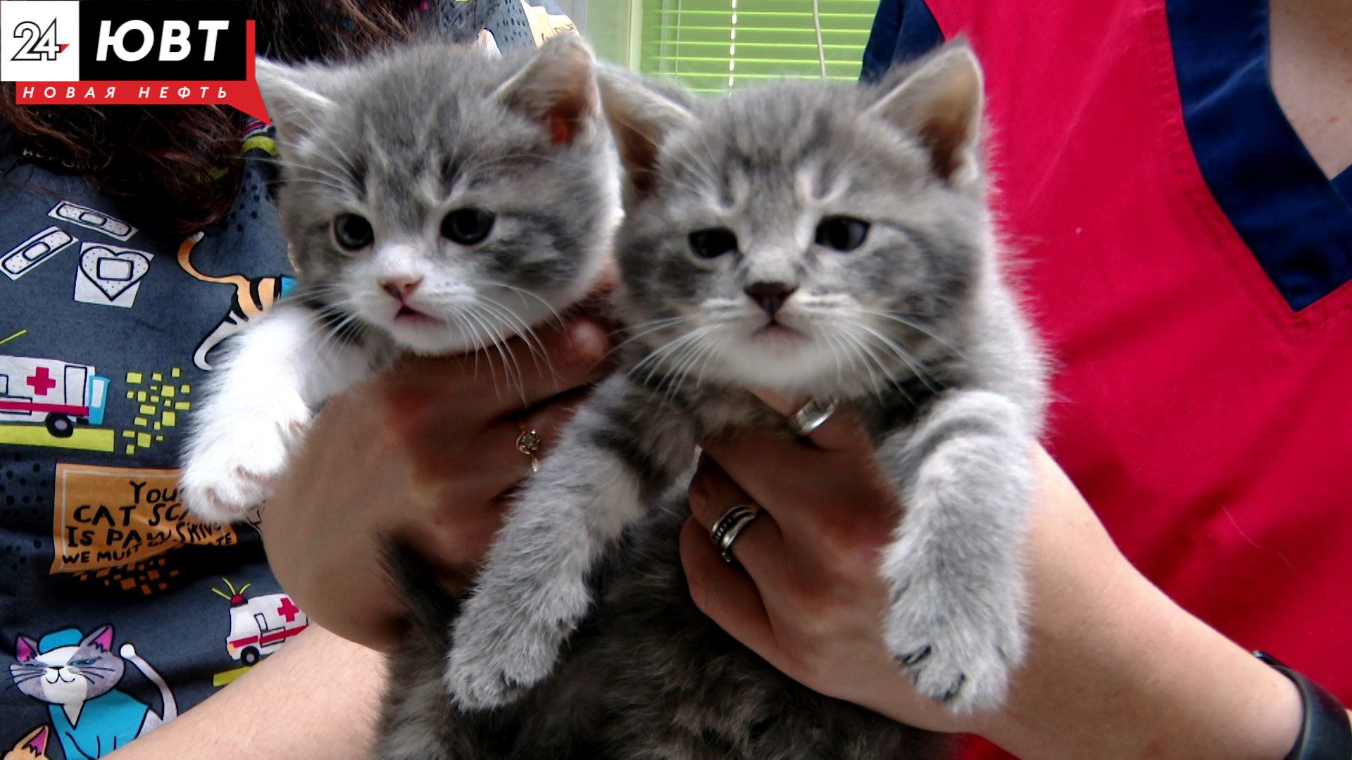 В Черемшанском районе 23 человека пострадали от укусов домашних животных