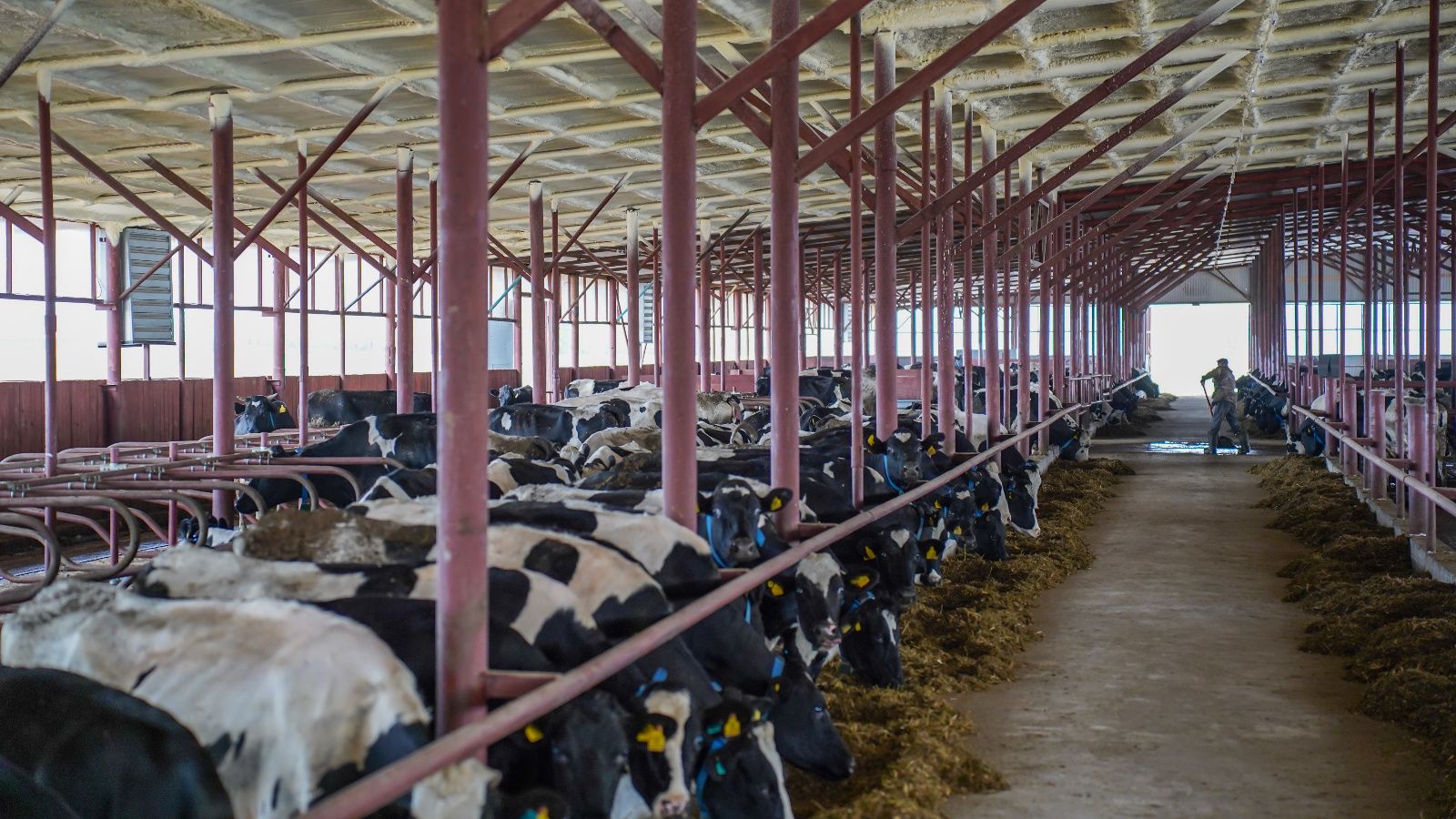 Минсельхозпрод РТ объявляет прием заявок на возмещение части затрат на строительство коровников, зданий в составе комплексов и овцеводческих ферм