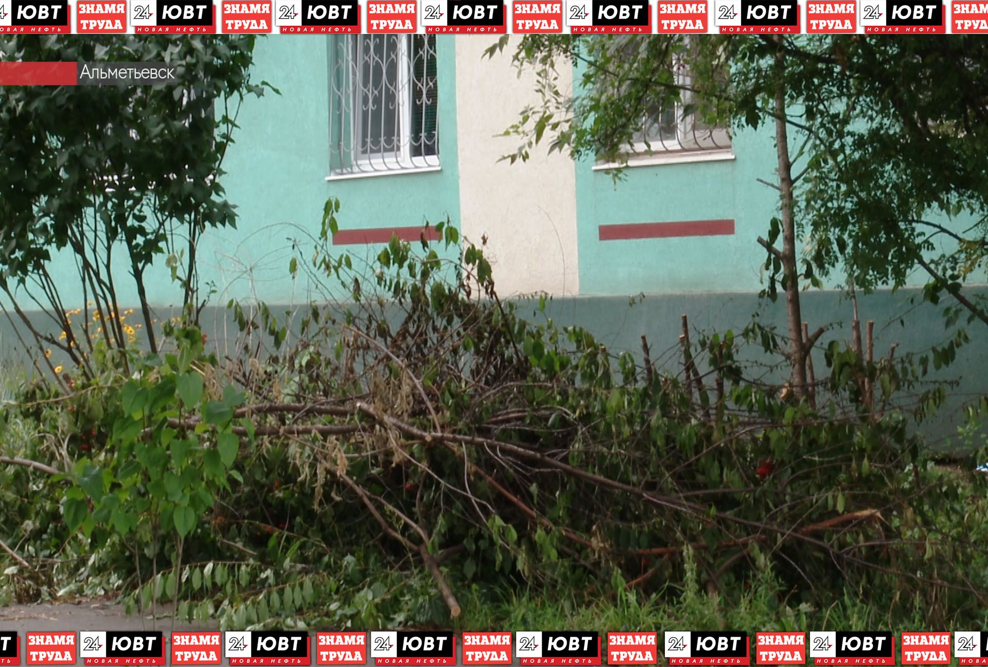 Альметьевцы жалуются на деревья, которые вот-вот рухнут на землю