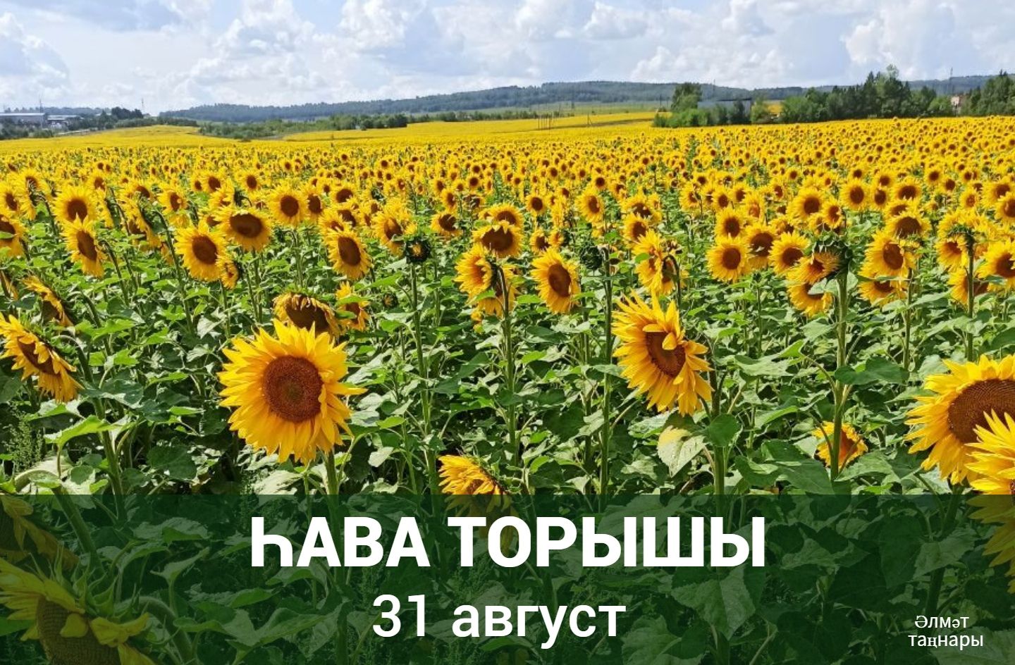 31 августка һава торышы