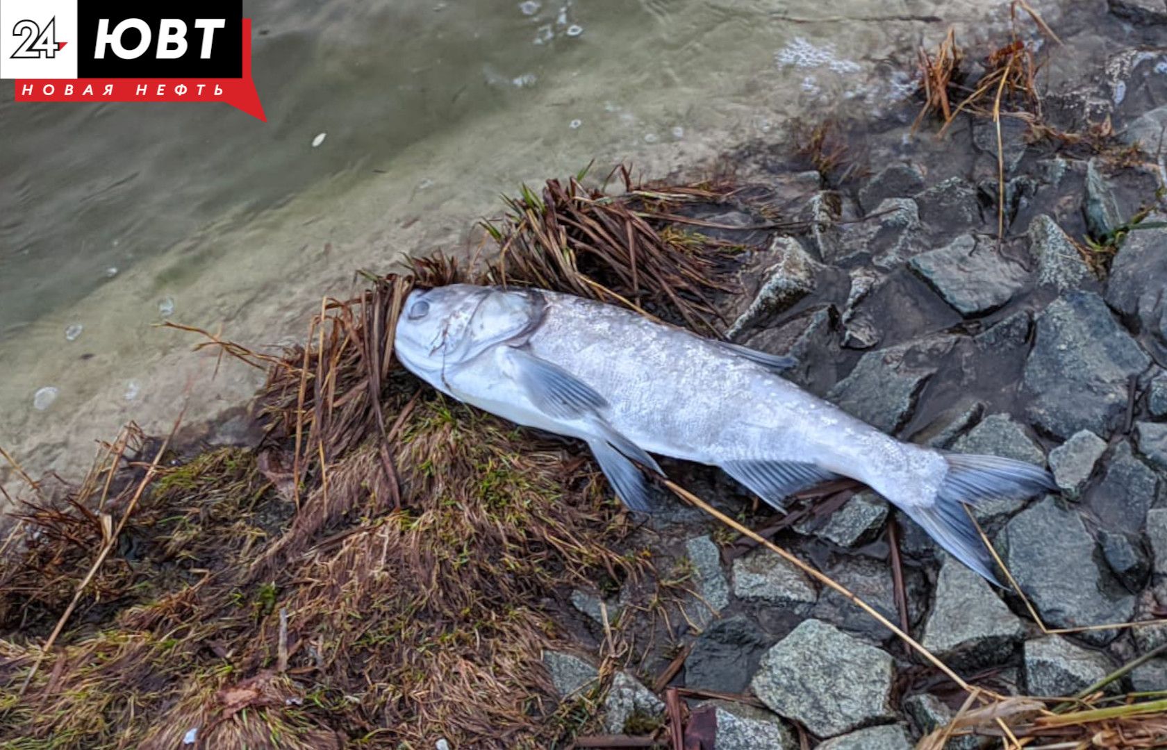 В Бавлинском районе массово гибнет рыба